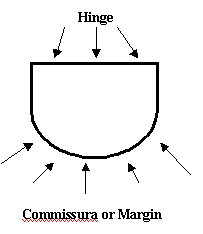 COMMISSURA OR MARGIN: The contact point between the two shell valves that separates when the two valves open.