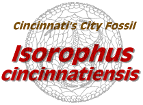 Cincinnati's City Fossil: Isorophus cincinnatiensis