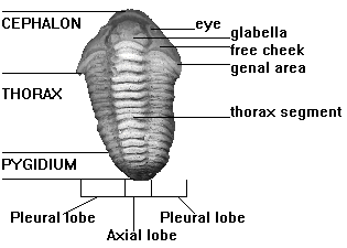 Anatomy of Flexicalymene